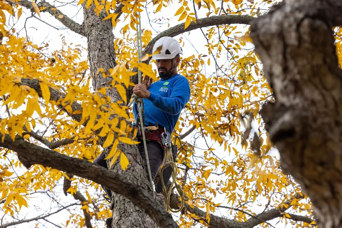 Skilled Dead Tree Removal crew working in Stanton
